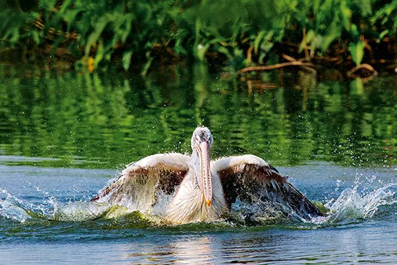 Photo of Nelapattu Bird Sanctuary, Nelapattu, Andhra Pradesh, India by Travel+Leisure India & South Asia