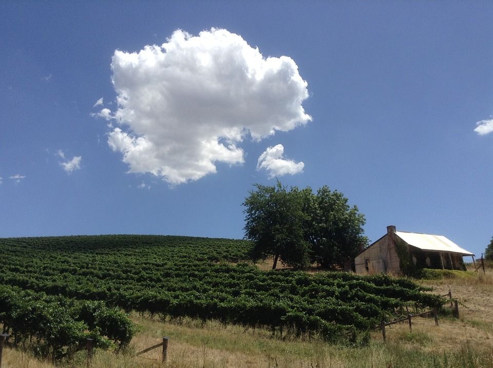 Photo of Hentley Farm Wines, Gerald Roberts Road, Seppeltsfield, South Australia, Australia by Travel+Leisure India & South Asia