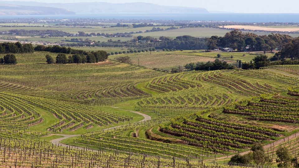 Photo of Skillogalee Winery And Vineyard, Trevarrick Road, Sevenhill, South Australia, Australia by Travel+Leisure India & South Asia