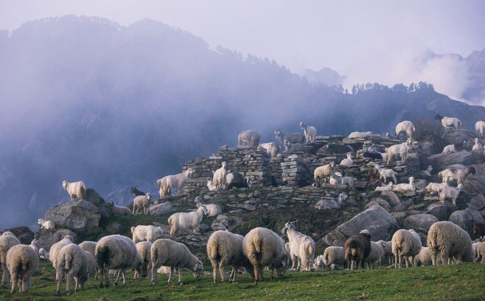 Photo of Triund Trek: A Single Girl Goes On A Solo Trip With Only Rs 3500 In Her Pocket 1/38 by Pramati Anand