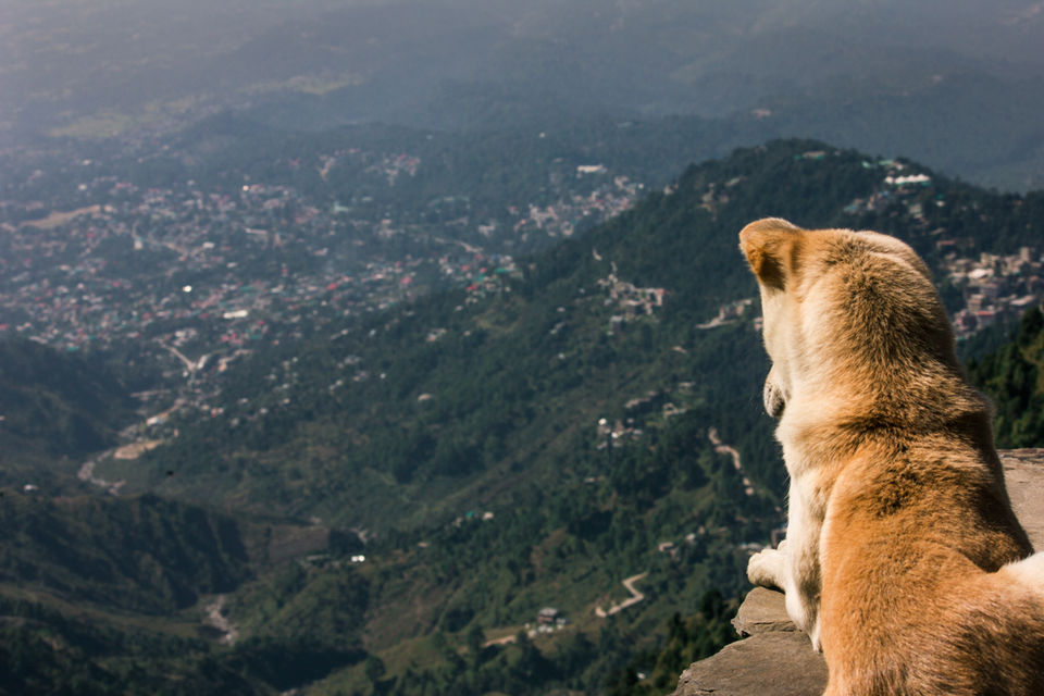 Photo of Triund Trek: A Single Girl Goes On A Solo Trip With Only Rs 3500 In Her Pocket 4/38 by Pramati Anand