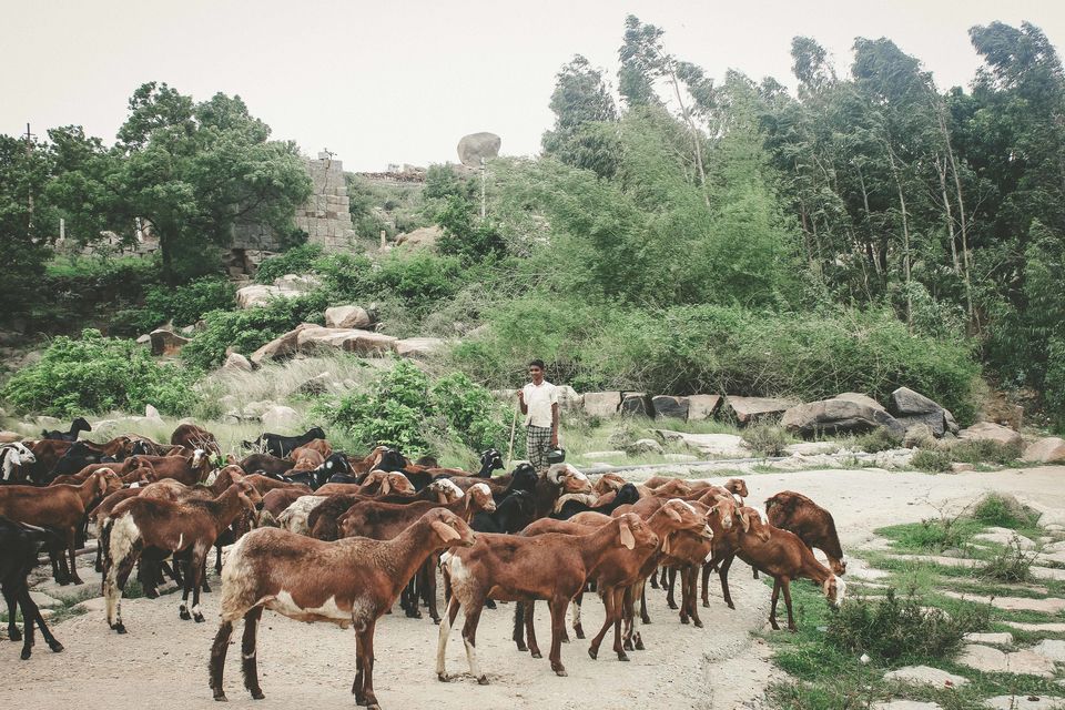 Photo of This is what happens when a girl and a guy embark on a backpacking trip to HAMPI! 19/40 by Pramati Anand
