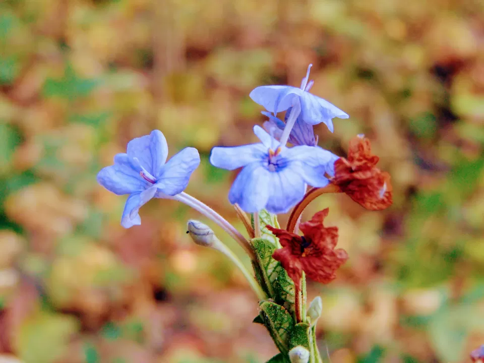 Photo of Mahuli Fort, Asangaon, Maharashtra, India by MUhammed Unais P (TheIndianTrails)