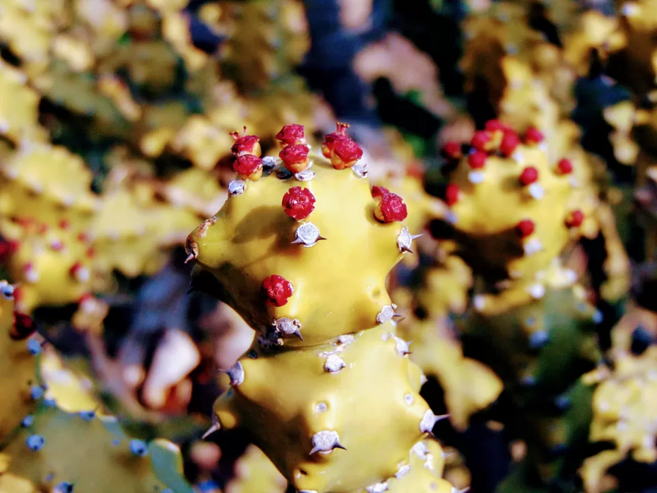 Photo of Mahuli Fort, Asangaon, Maharashtra, India by MUhammed Unais P (TheIndianTrails)