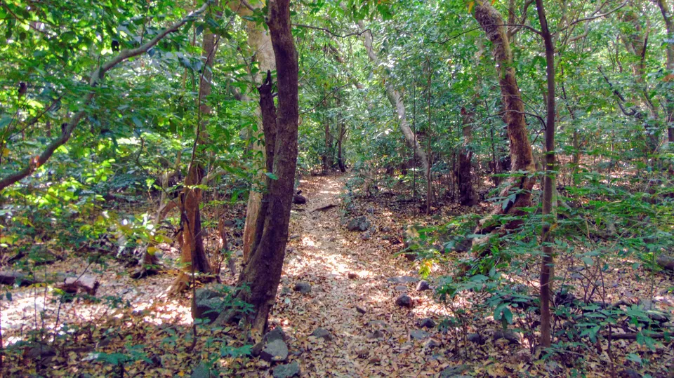 Photo of Andharban Trek, Pimpri, Maharashtra, India by MUhammed Unais P (TheIndianTrails)