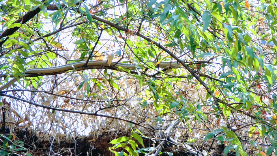 Photo of Andharban Trek, Pimpri, Maharashtra, India by MUhammed Unais P (TheIndianTrails)