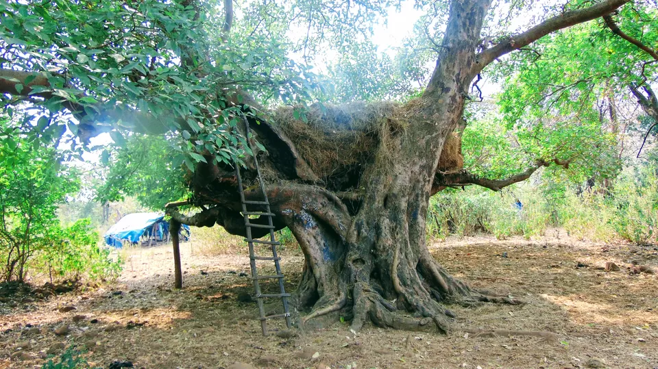 Photo of Andharban Trek, Pimpri, Maharashtra, India by MUhammed Unais P (TheIndianTrails)