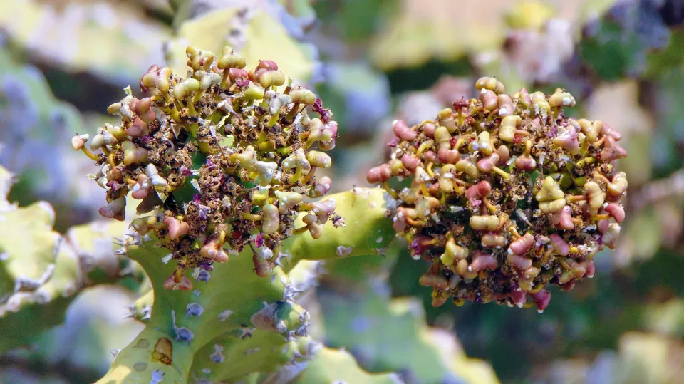 Photo of Kohoj Fort, Maharashtra, India by MUhammed Unais P (TheIndianTrails)