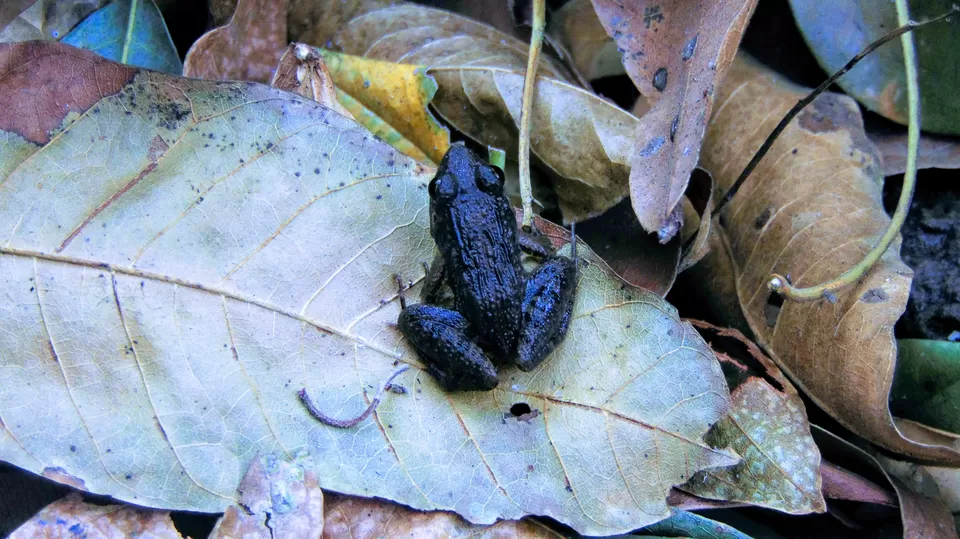 Photo of Kohoj Fort, Maharashtra, India by MUhammed Unais P (TheIndianTrails)