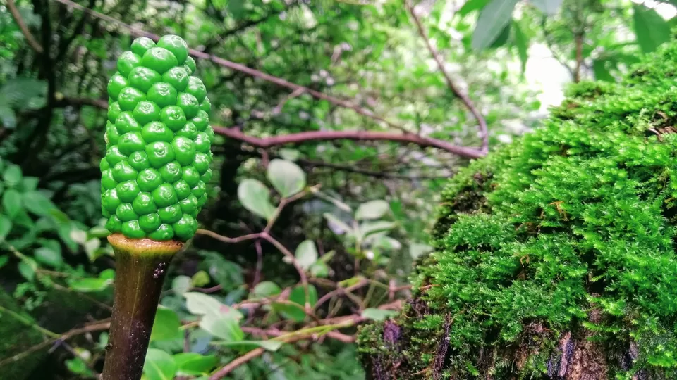Photo of Harihar Fort, Harshewadi, Maharashtra by MUhammed Unais P (TheIndianTrails)