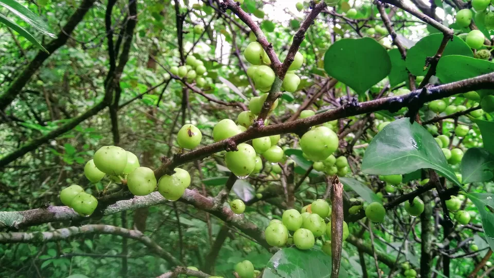Photo of Harihar Fort, Harshewadi, Maharashtra by MUhammed Unais P (TheIndianTrails)