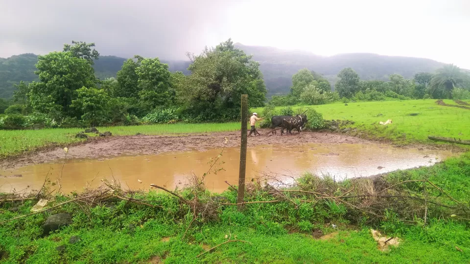 Photo of Harihar Fort, Harshewadi, Maharashtra by MUhammed Unais P (TheIndianTrails)