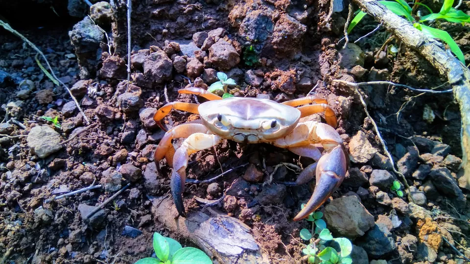 Photo of Ajoba, Maharashtra by MUhammed Unais P (TheIndianTrails)
