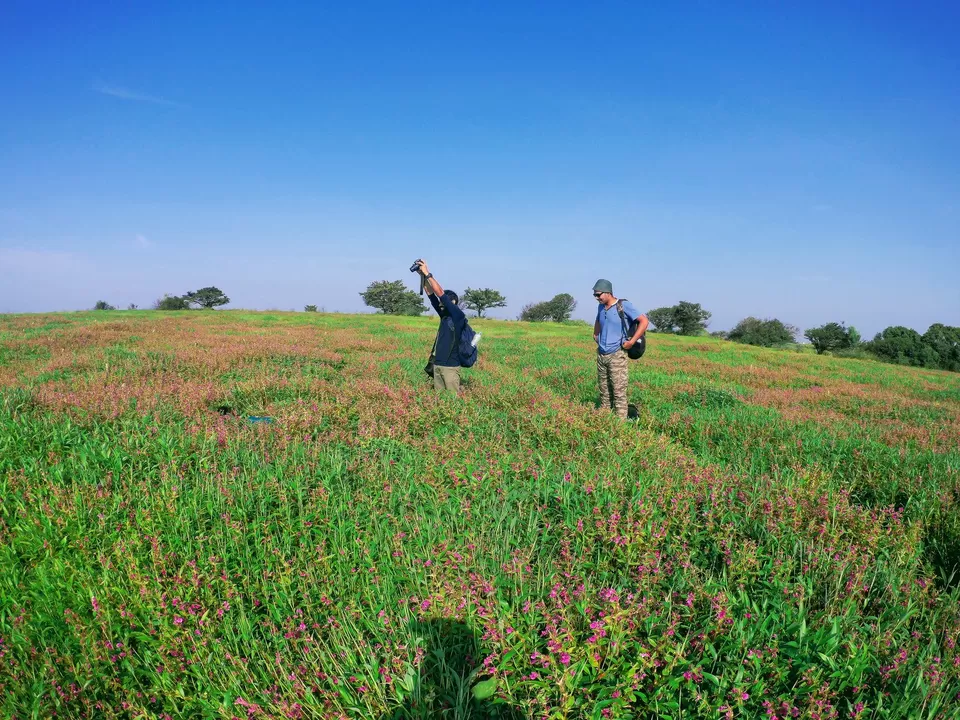 Photo of Kaas Plateau of Flowers, Maharashtra by MUhammed Unais P (TheIndianTrails)