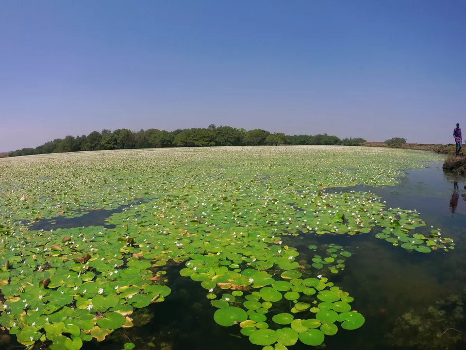 Photo of Kaas Plateau of Flowers, Maharashtra by MUhammed Unais P (TheIndianTrails)