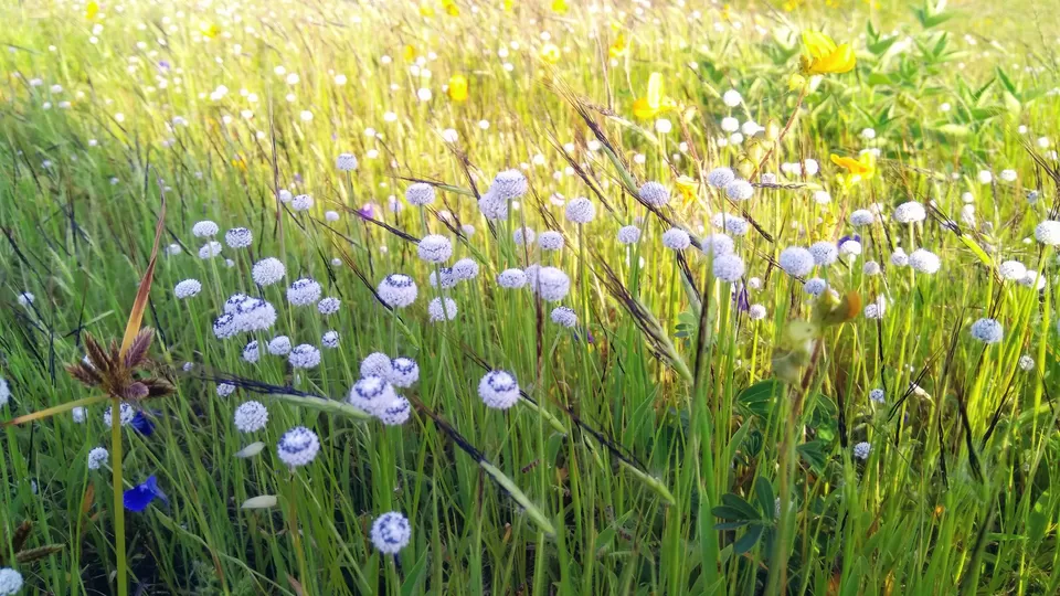 Photo of Kaas Plateau of Flowers, Maharashtra by MUhammed Unais P (TheIndianTrails)