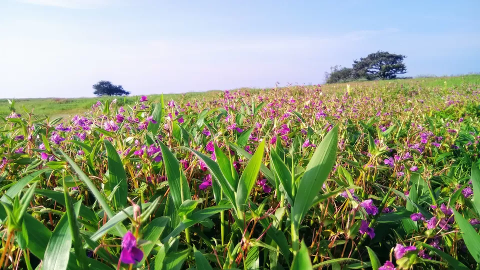 Photo of Kaas Plateau of Flowers, Maharashtra by MUhammed Unais P (TheIndianTrails)