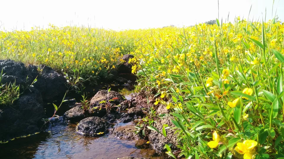 Photo of Kaas Plateau of Flowers, Maharashtra by MUhammed Unais P (TheIndianTrails)