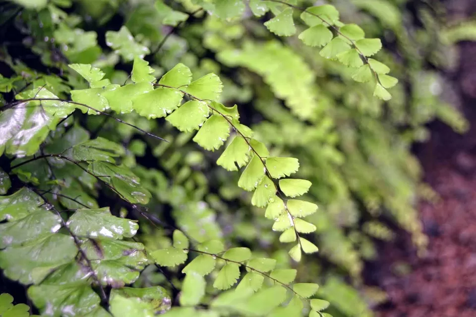 Photo of Karnala Fort, Karnala, Maharashtra, India by MUhammed Unais P (TheIndianTrails)