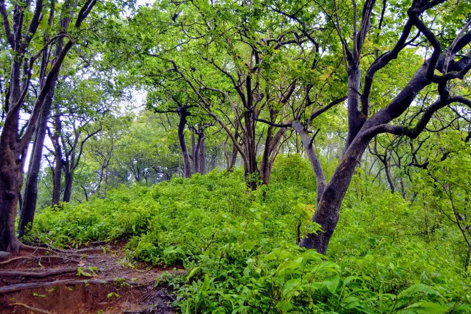 Photo of Karnala Fort, Karnala, Maharashtra, India by MUhammed Unais P (TheIndianTrails)