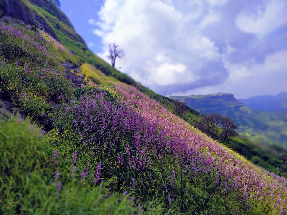 Photo of Harishchandragad Fort Trekking via Khireswar Village 5/8 by MUhammed Unais P (TheIndianTrails)
