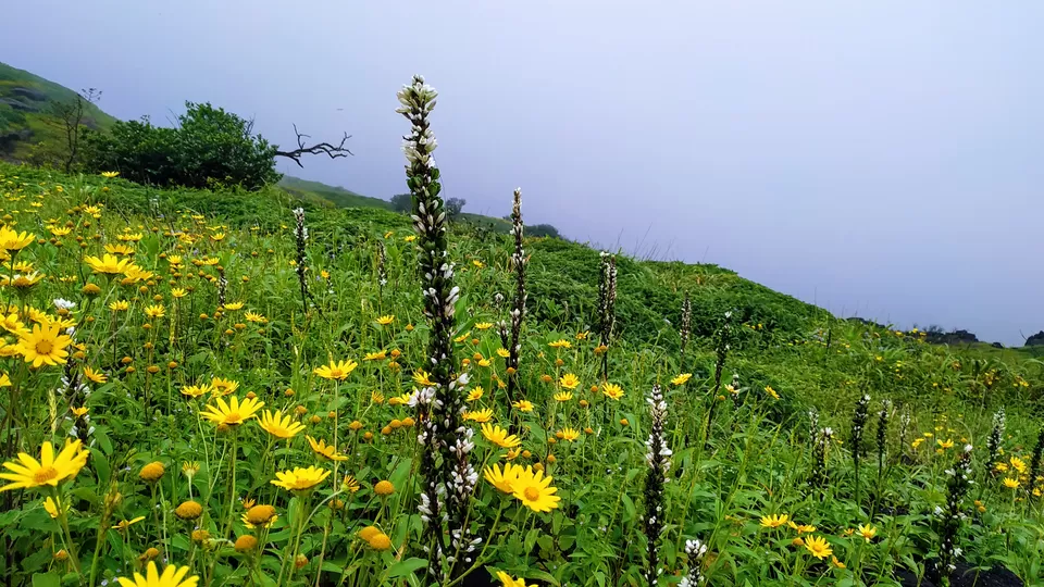Photo of Harishchandragad Fort Trekking via Khireswar Village by MUhammed Unais P (TheIndianTrails)
