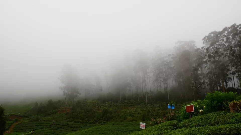 Photo of Munnar, Kerala, India by MUhammed Unais P (TheIndianTrails)