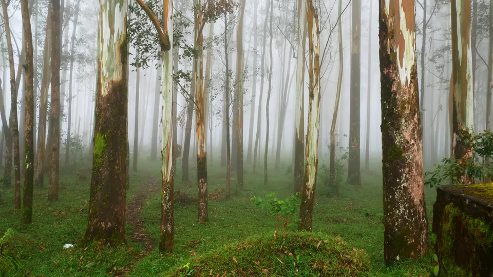 Photo of Munnar, Kerala, India by MUhammed Unais P (TheIndianTrails)