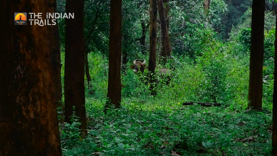Photo of Tholpetty Wild Life Sanctuary, Tholpetty, Kerala, India by MUhammed Unais P (TheIndianTrails)
