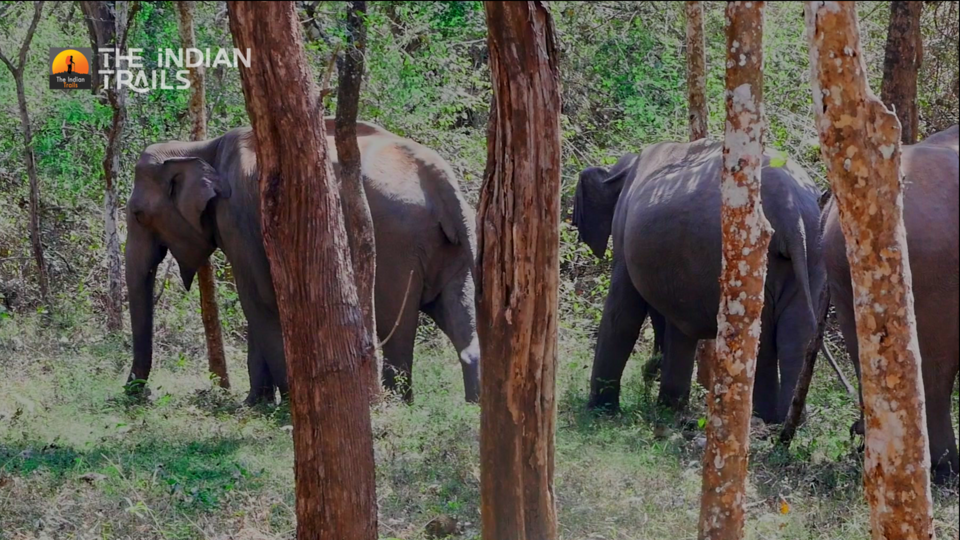 Photo of Tholpetty Wild Life Sanctuary, Tholpetty, Kerala, India by MUhammed Unais P (TheIndianTrails)