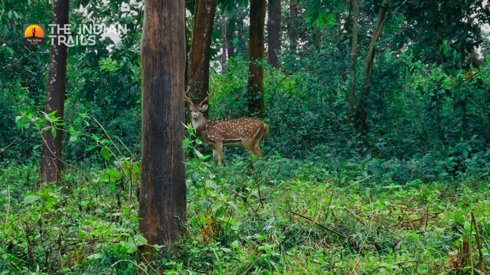 Photo of Tholpetty Wild Life Sanctuary, Tholpetty, Kerala, India by MUhammed Unais P (TheIndianTrails)