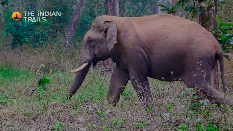 Photo of Bavali, Kerala, India by MUhammed Unais P (TheIndianTrails)