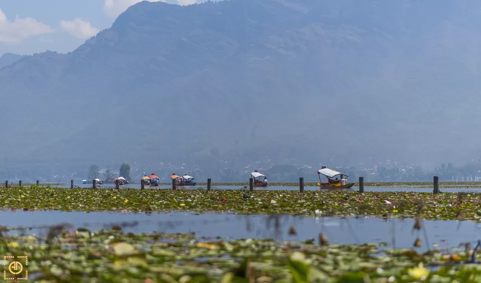 Photo of Dal Lake by Aditya Desai