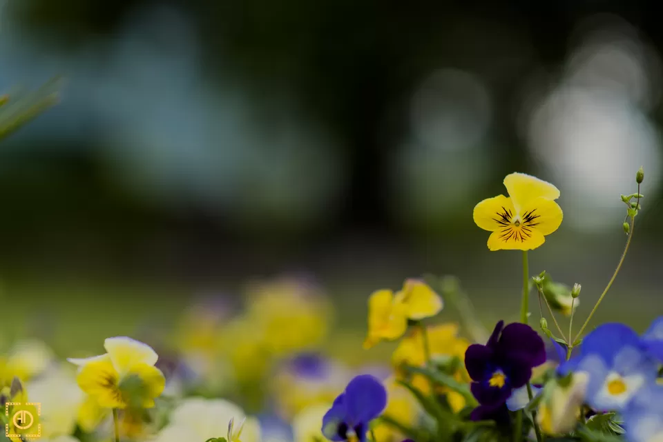 Photo of Nishat Garden, Srinagar by Aditya Desai