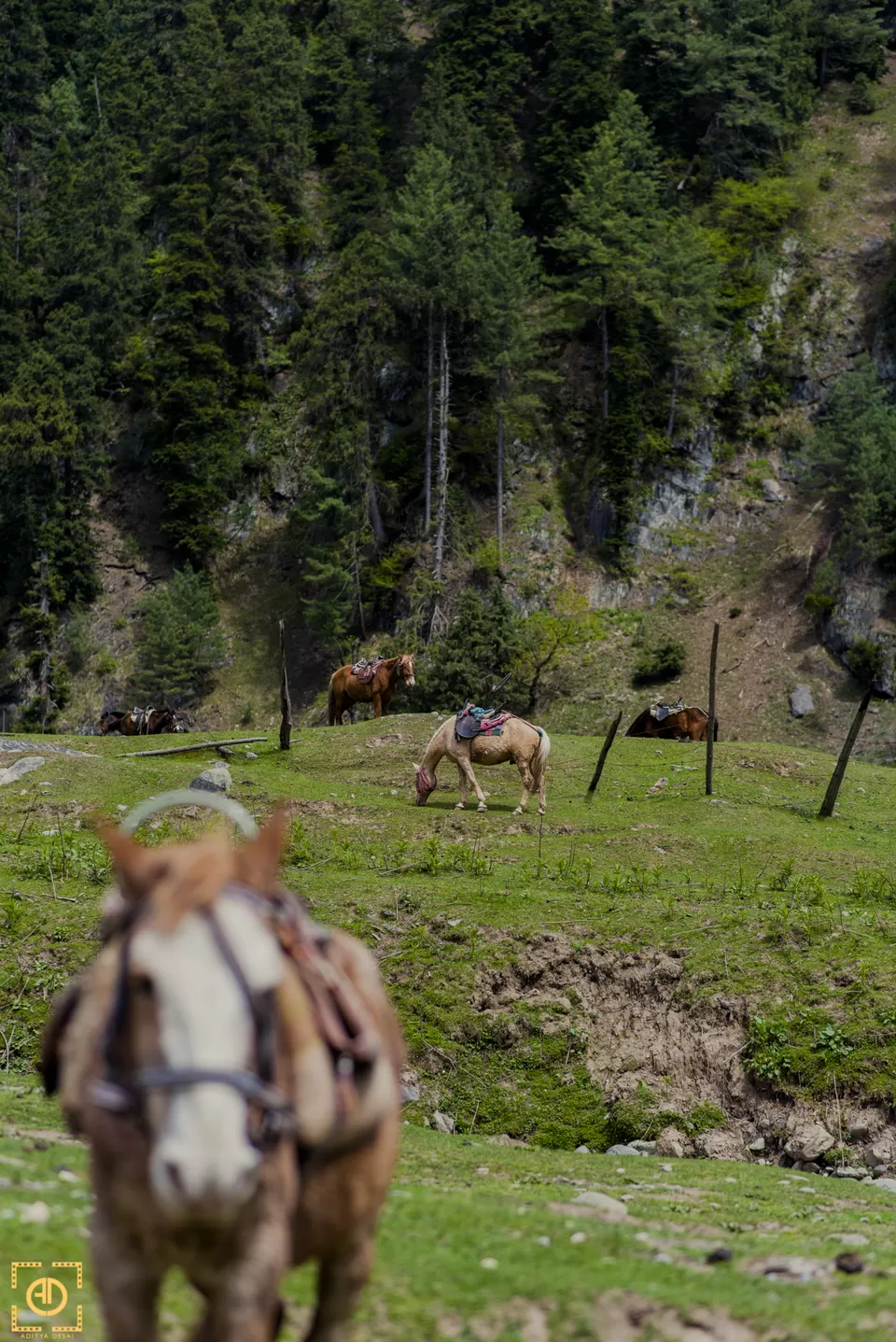 Photo of Aru Velly, Pahalgam by Aditya Desai