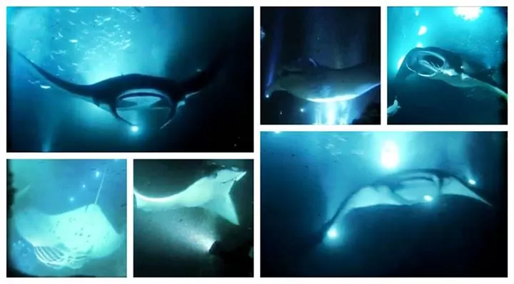Photo of Manta Ray Dives of Hawaii, Kailua-Kona, HI, United States by rochels_diaries