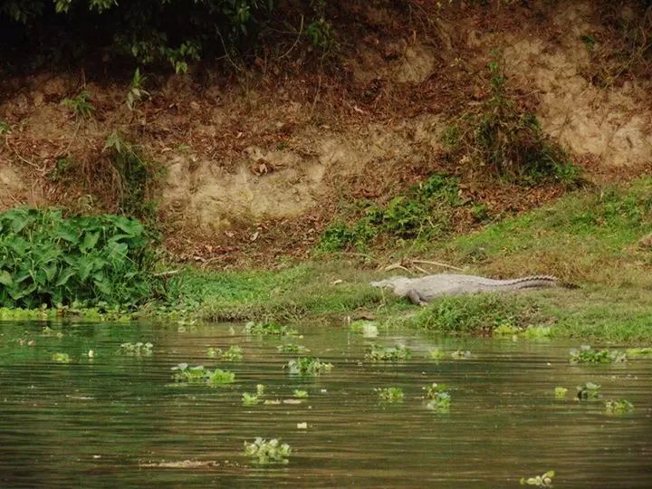 Photo of Chitwan, Central Region, Nepal by rochels_diaries