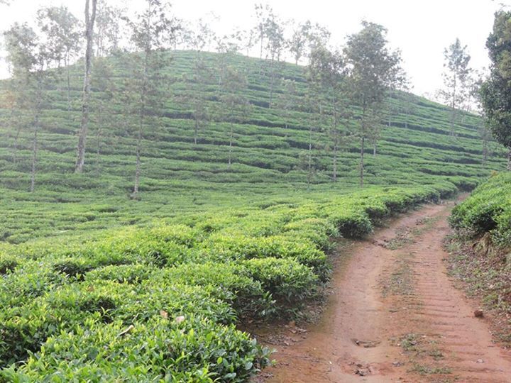 Photo of Road Trip - Bangalore to Masinagudi (Nilgiris) 5/5 by rochels_diaries