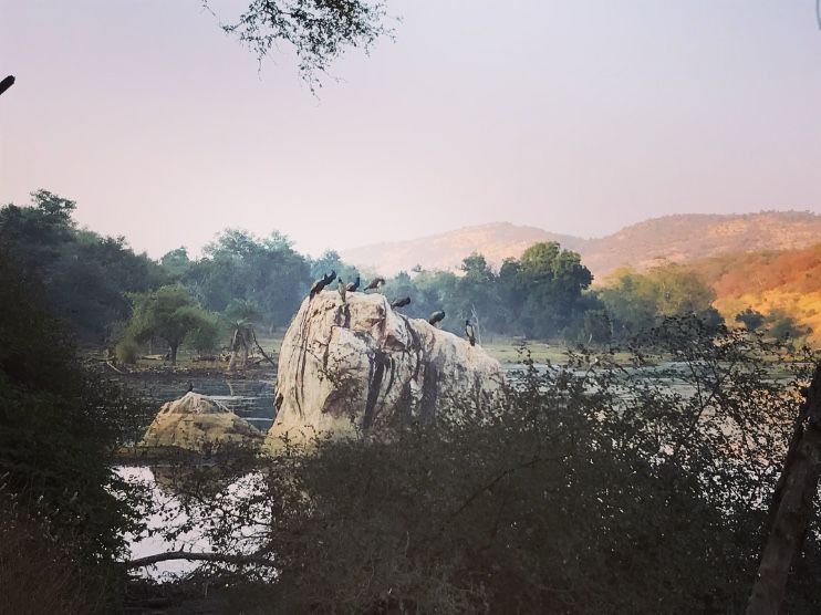 Photo of Weekend Getaway - Mumbai to Ranthambore by rochels_diaries