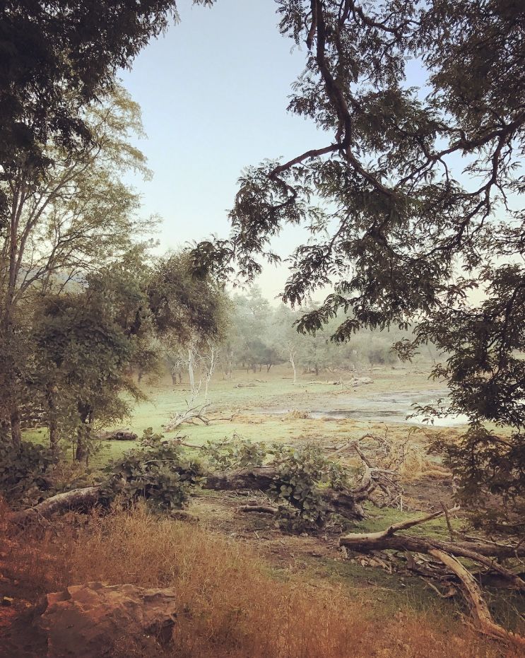 Photo of Weekend Getaway - Mumbai to Ranthambore by rochels_diaries