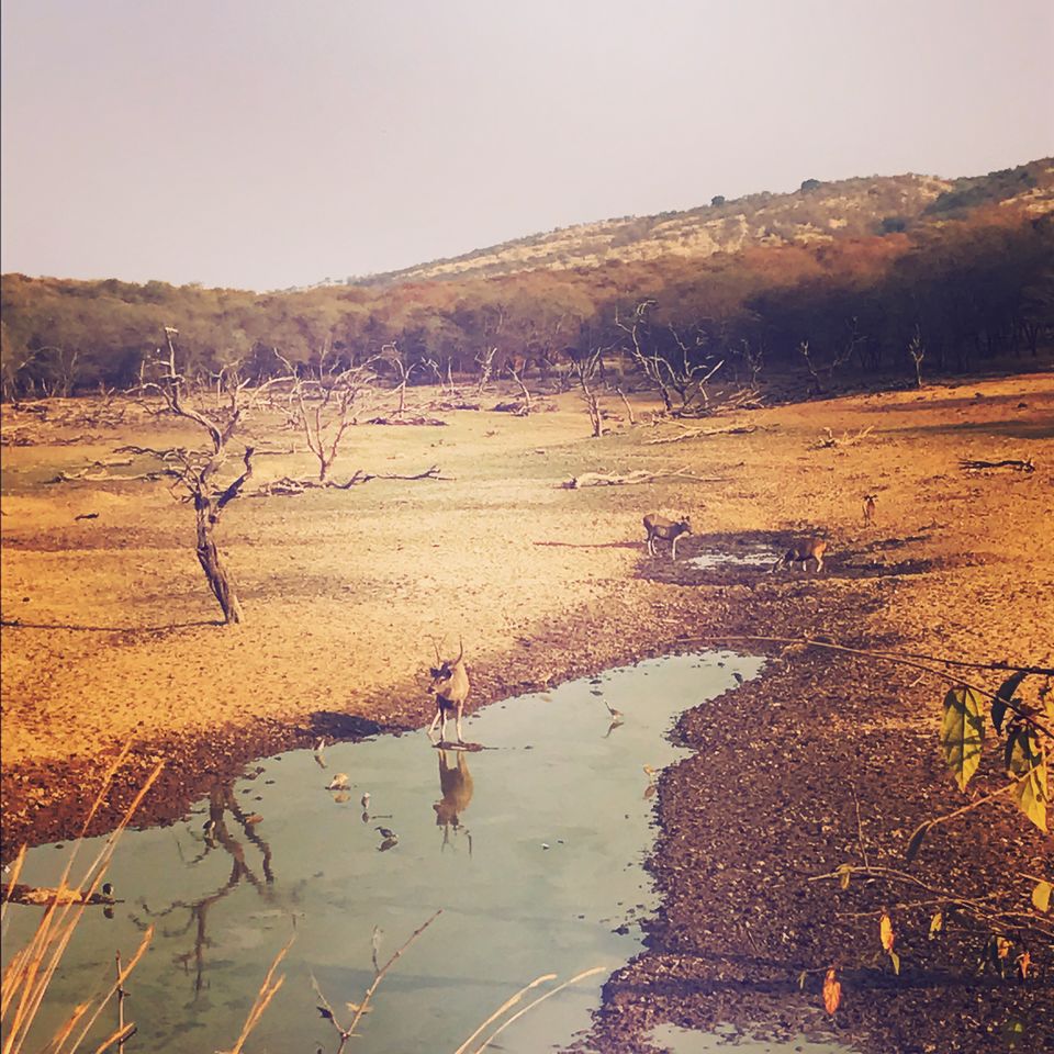 Photo of Weekend Getaway - Mumbai to Ranthambore by rochels_diaries