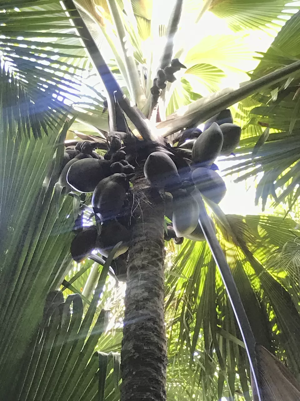 Photo of Fond Ferdinand, Grand Anse, Seychelles by rochels_diaries