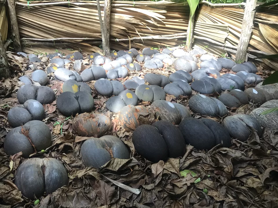 Photo of Fond Ferdinand, Grand Anse, Seychelles by rochels_diaries