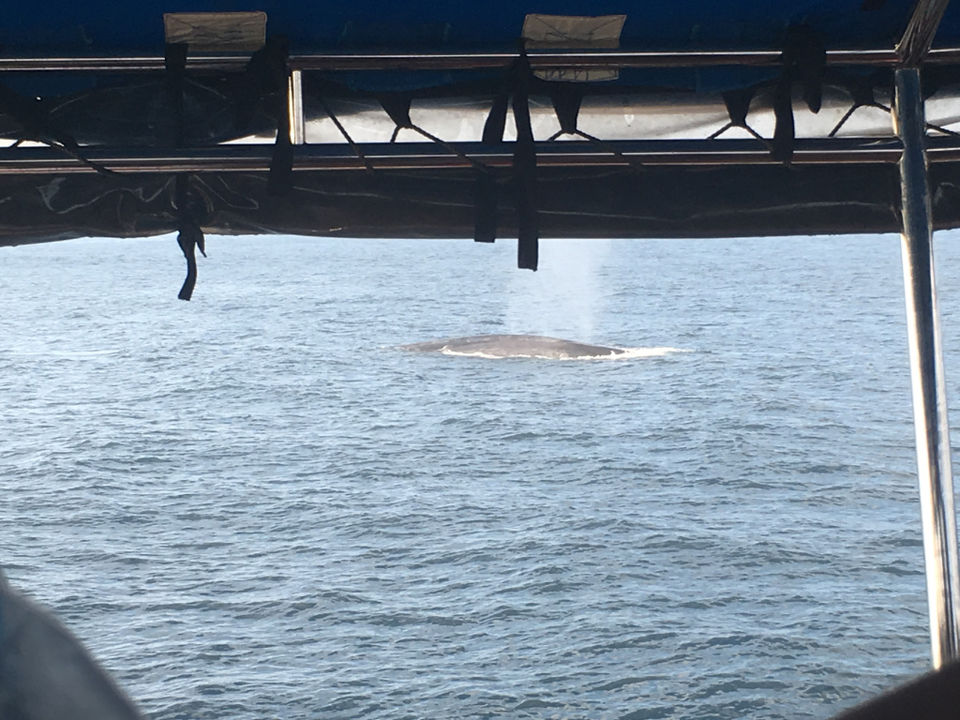 Photo of I saw the blue whale in Mirissa by Prathima
