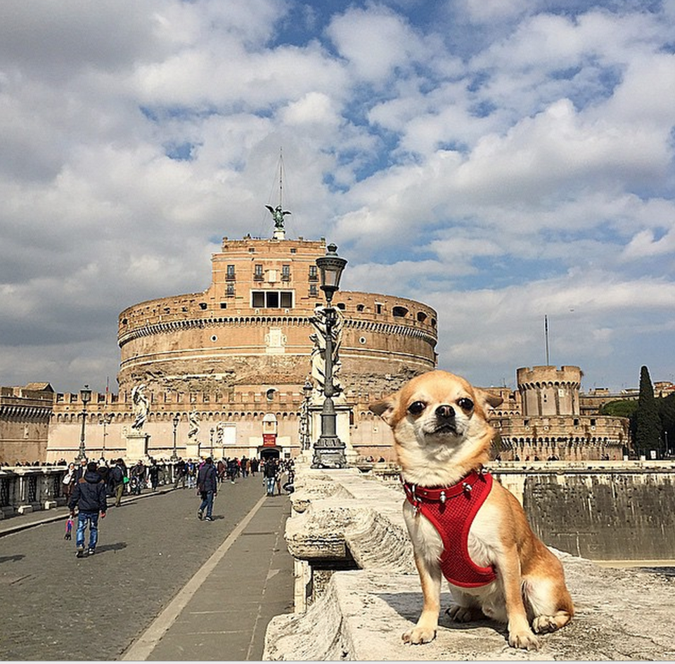 Photo of 11 Dogs of Instagram Who Travel Better Than We Do! 1/12 by Le Voyageur