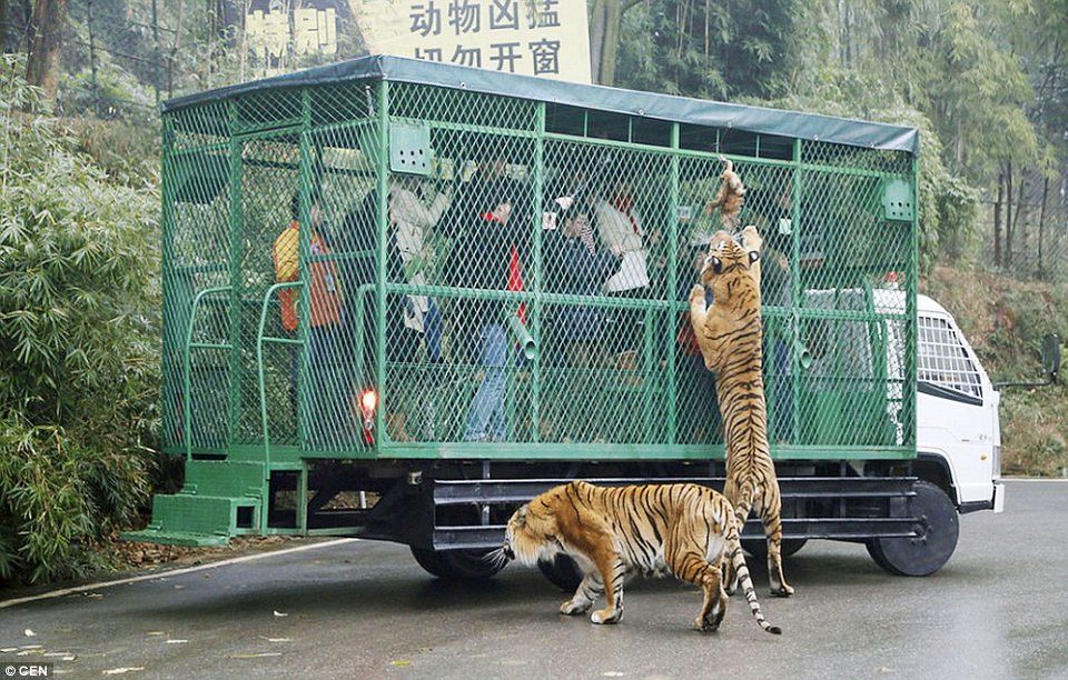 Photo of This Zoo In China Lets The Animals Roam Free While The Humans Are Caged! 1/7 by Le Voyageur
