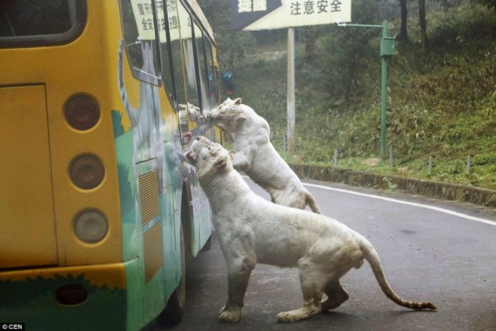 Photo of This Zoo In China Lets The Animals Roam Free While The Humans Are Caged! 4/7 by Le Voyageur