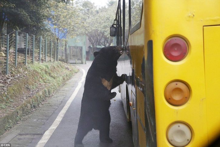 Photo of This Zoo In China Lets The Animals Roam Free While The Humans Are Caged! 7/7 by Le Voyageur