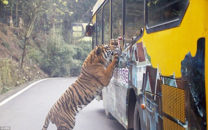 Photo of This Zoo In China Lets The Animals Roam Free While The Humans Are Caged! 6/7 by Le Voyageur