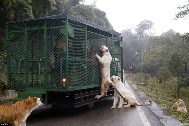 Photo of This Zoo In China Lets The Animals Roam Free While The Humans Are Caged! 5/7 by Le Voyageur